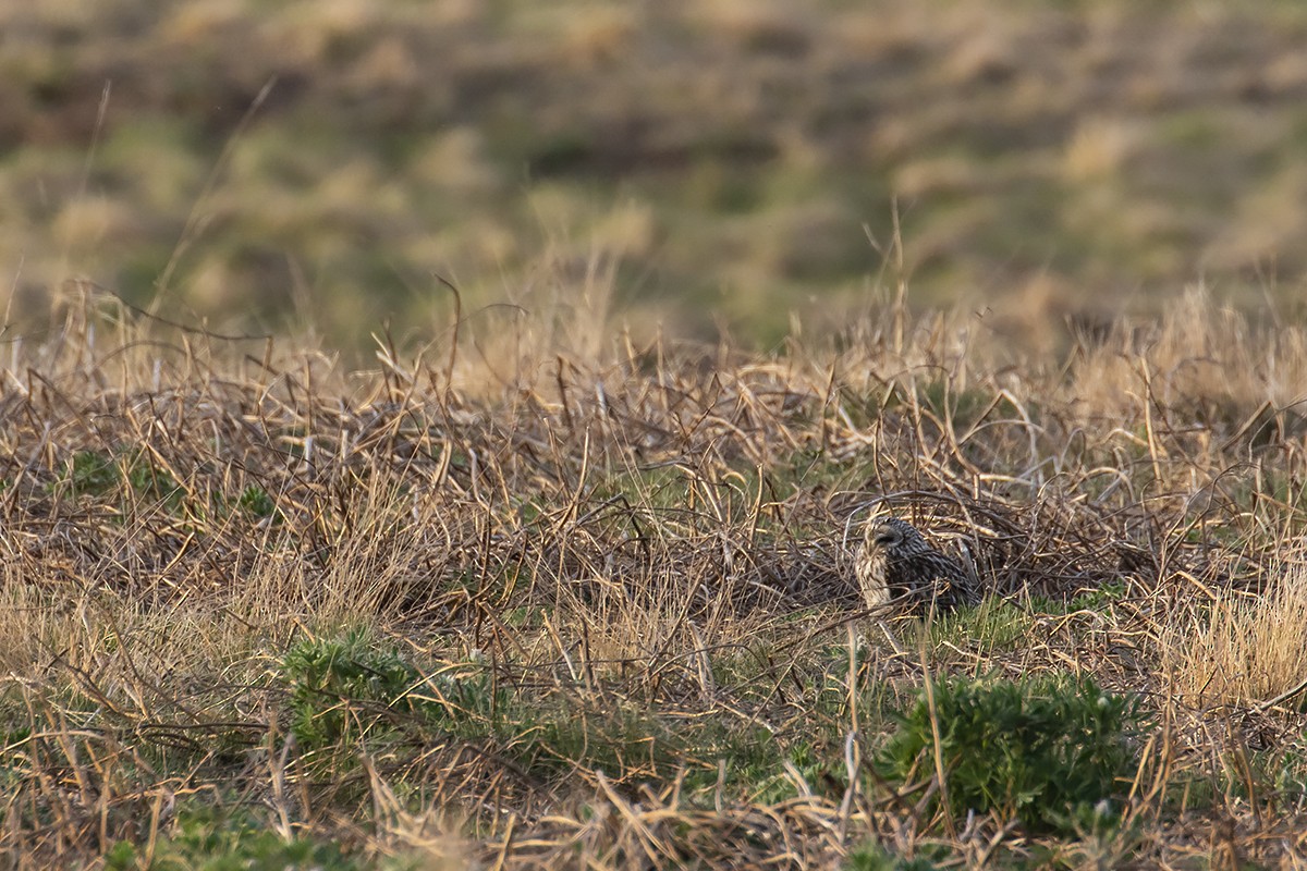 Short-eared Owl - ML242634031