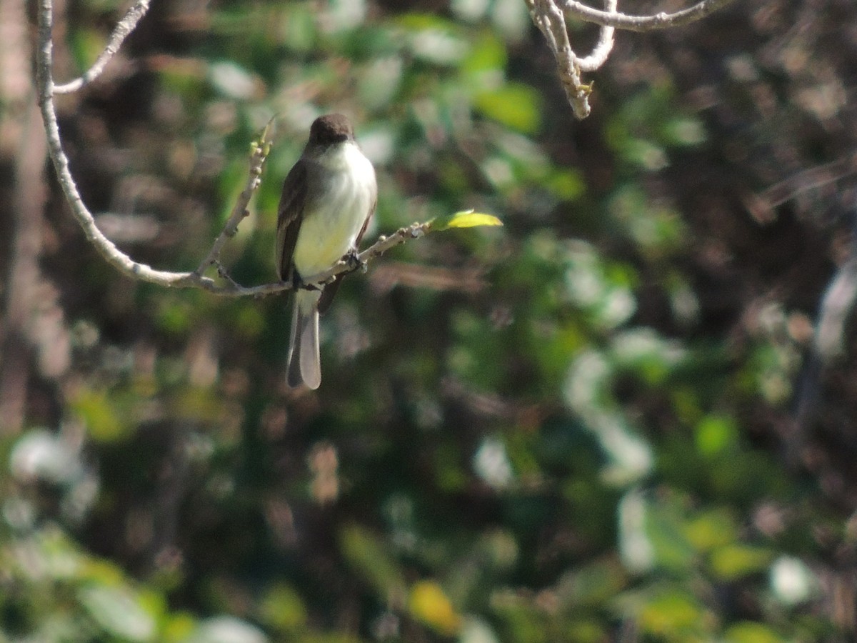 Eastern Phoebe - ML24263421