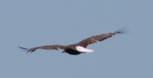 Bald Eagle - ML242634271