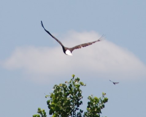 Bald Eagle - ML242634281