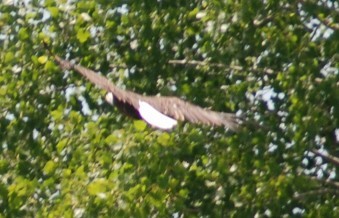 Bald Eagle - ML242634301