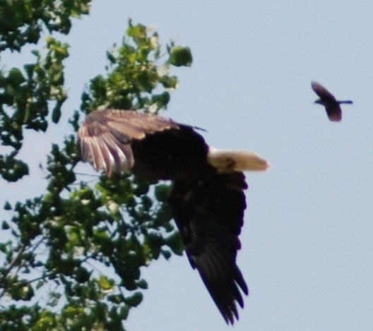 Bald Eagle - ML242634311
