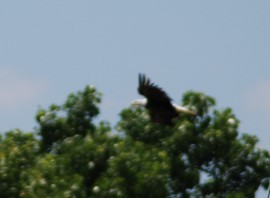 Bald Eagle - ML242634331