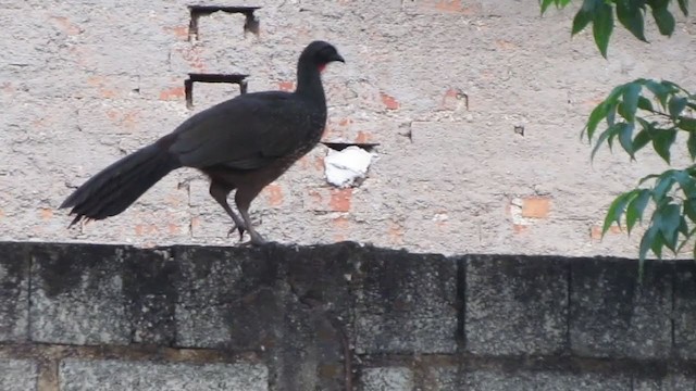 Dusky-legged Guan - ML242634681