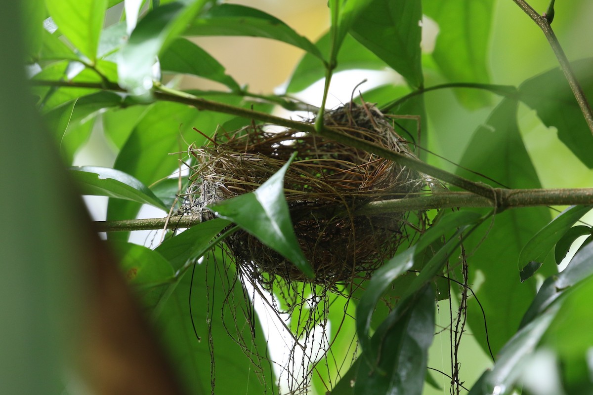 White-collared Manakin - John and Milena Beer