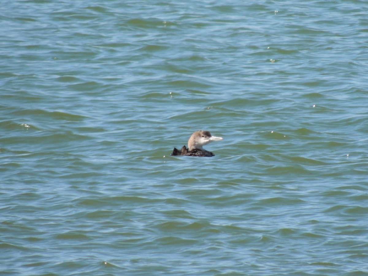 Common Loon - Melody Walsh