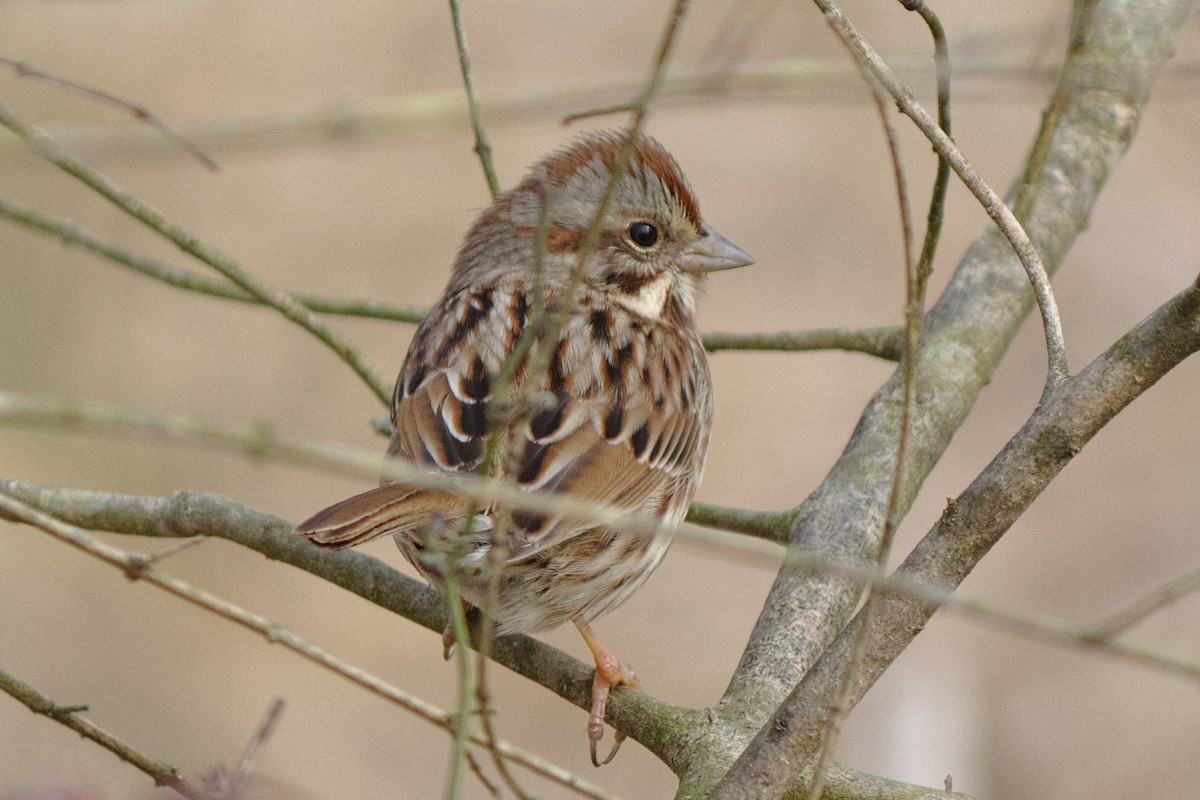 Song Sparrow (melodia/atlantica) - ML242635471