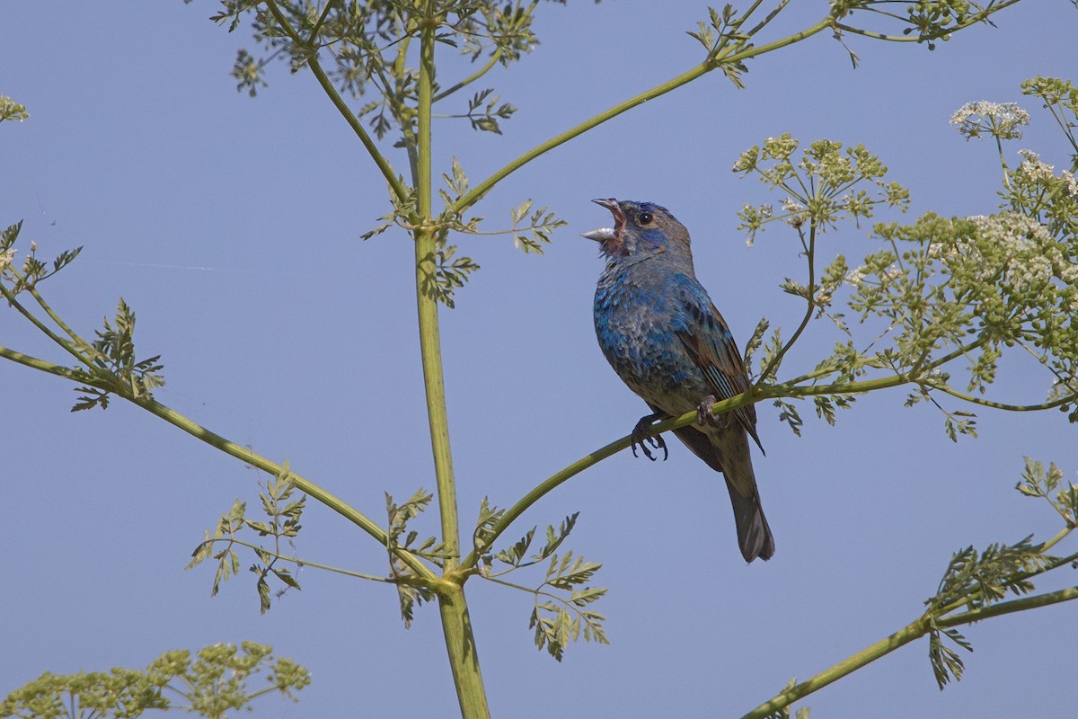 Indigo Bunting - DigiBirdTrek CA
