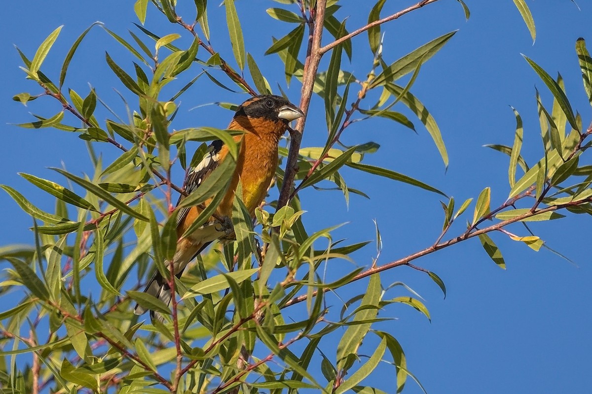 Black-headed Grosbeak - ML242637161