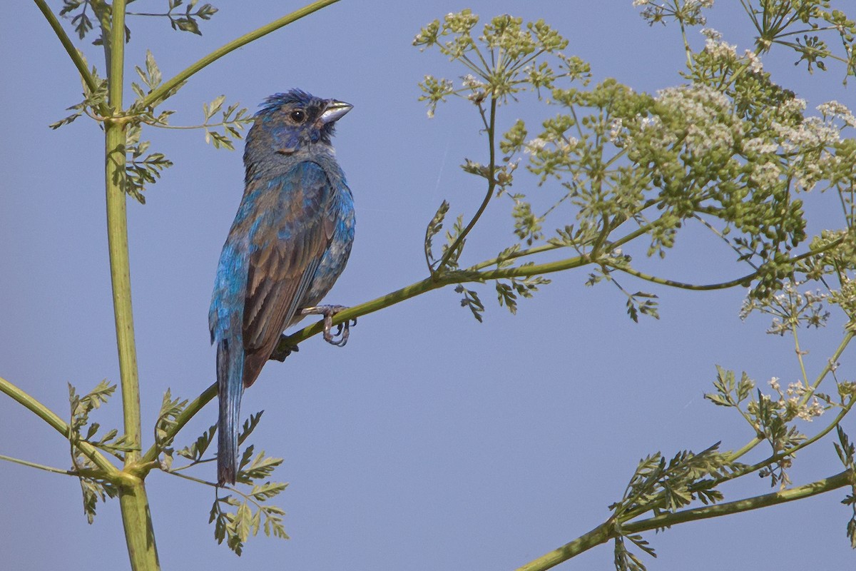 Indigo Bunting - DigiBirdTrek CA