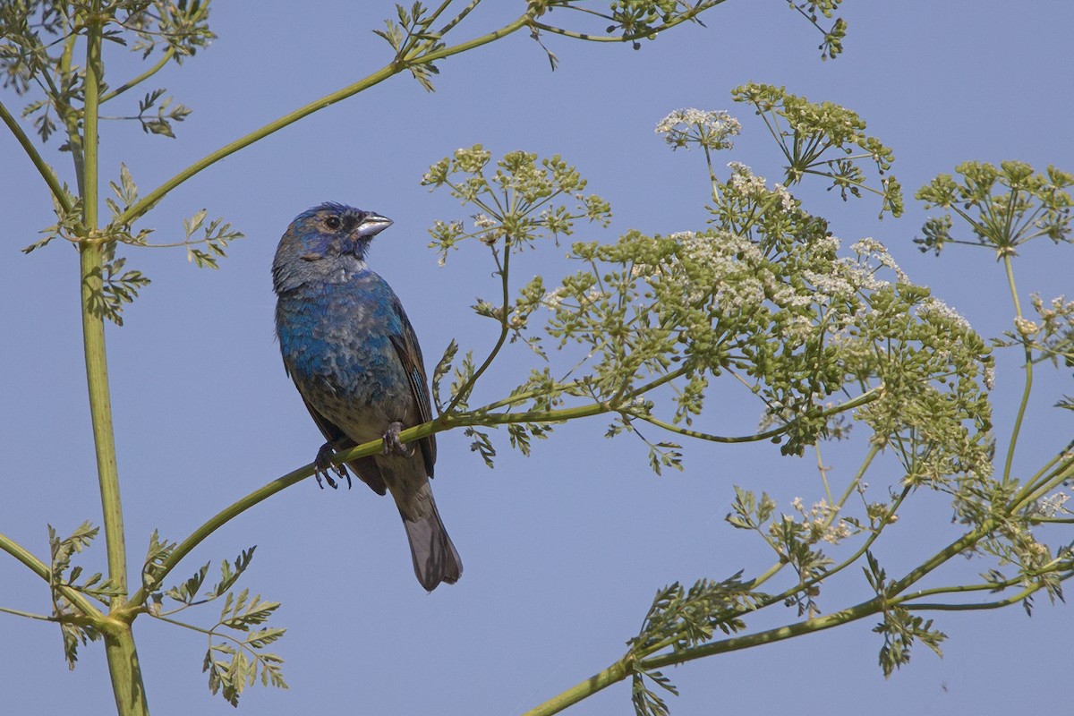 Indigo Bunting - ML242637271