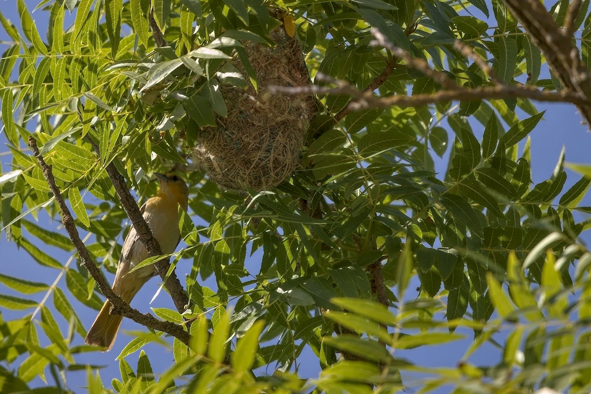 Bullock's Oriole - ML242637381