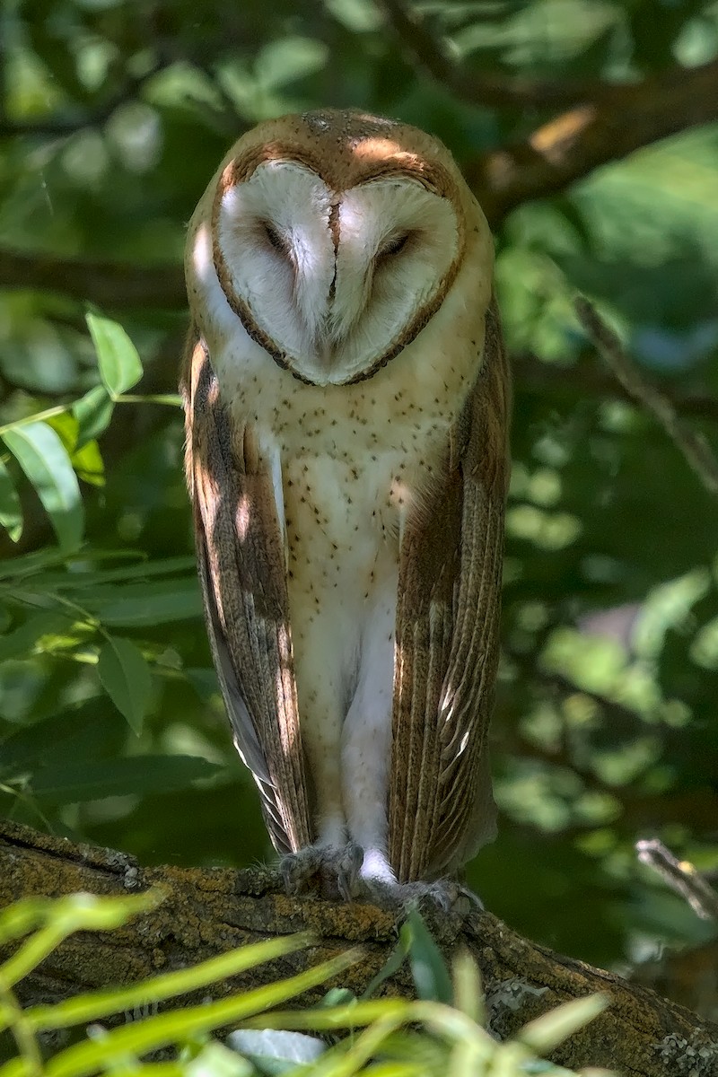 American Barn Owl - ML242637841