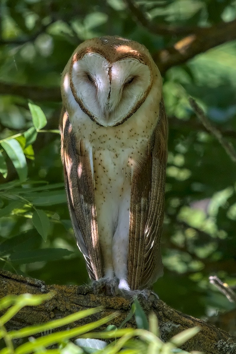 Barn Owl - DigiBirdTrek CA