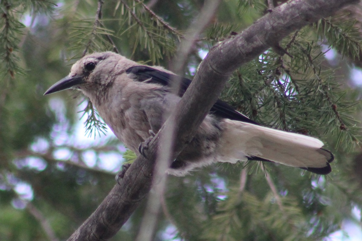 Clark's Nutcracker - ML242638151