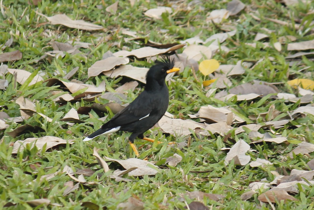 Great Myna - Stephan Lorenz