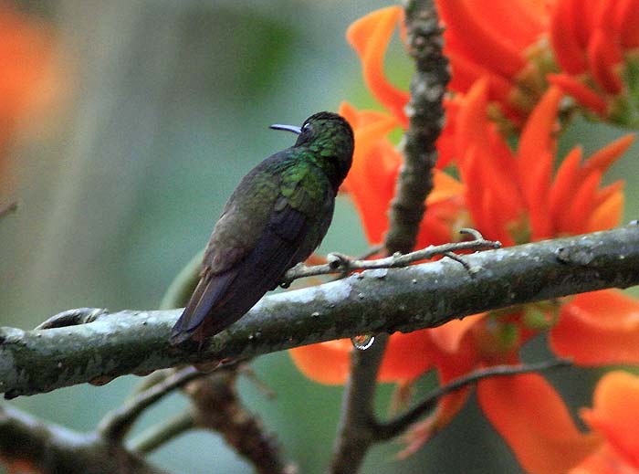 Green-bellied Hummingbird - Martin Reid