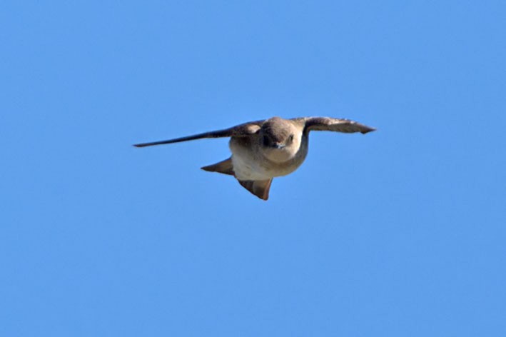 Northern Rough-winged Swallow - ML242640741