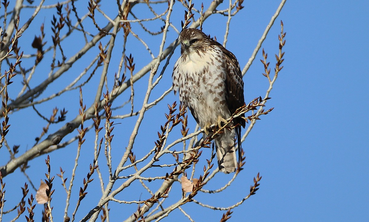 Red-tailed Hawk (calurus/alascensis) - ML242640911