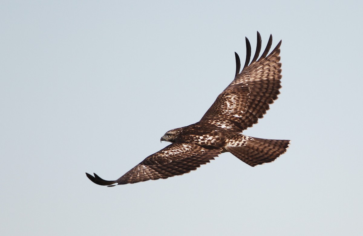 Red-tailed Hawk (calurus/alascensis) - ML242641031