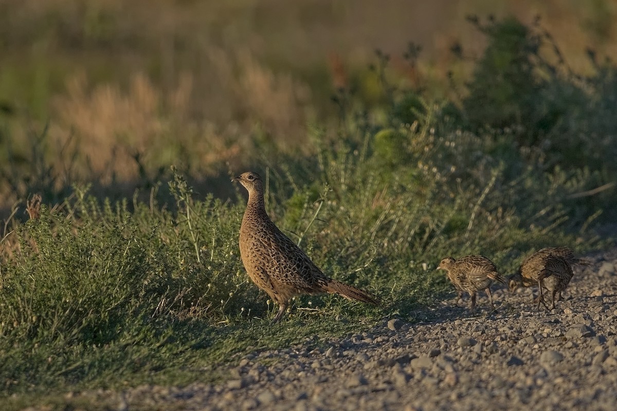 Ring-necked Pheasant - ML242641381