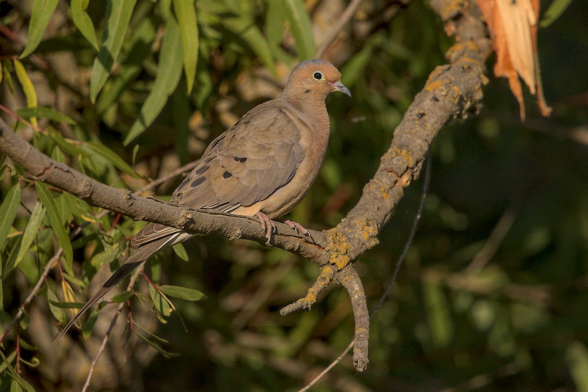 Mourning Dove - DigiBirdTrek CA