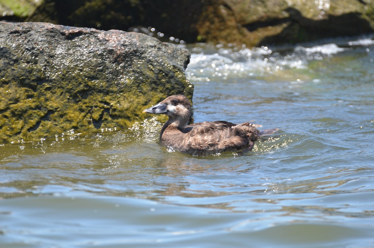 Ahatebeltz kopetazuria - ML242641921