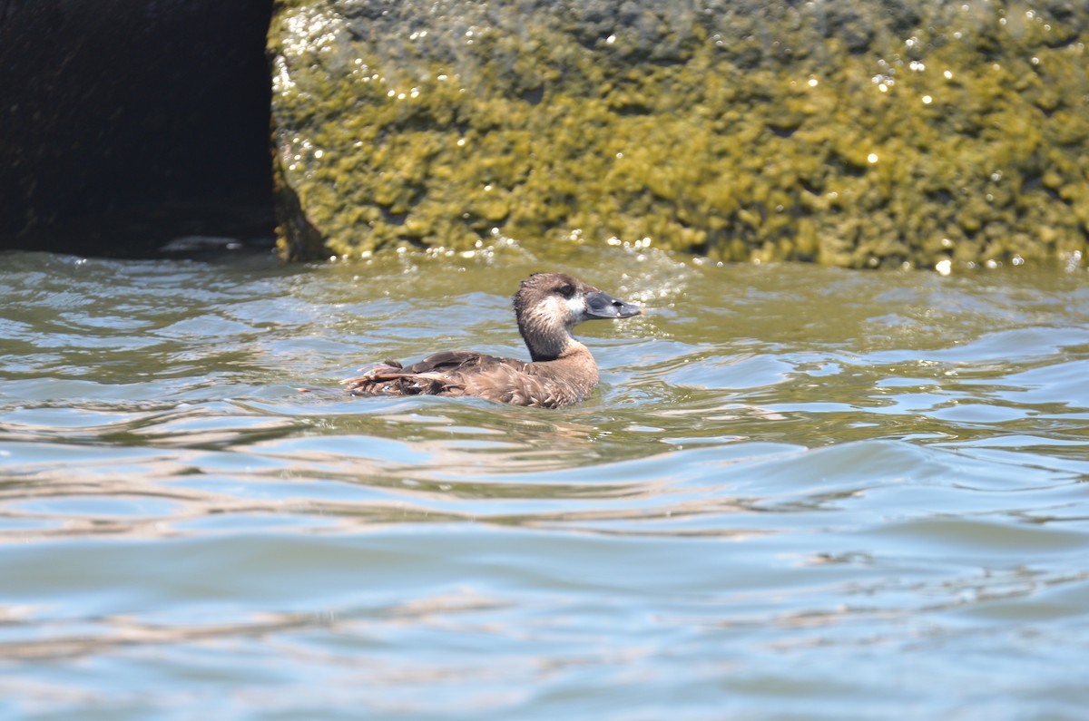 Ahatebeltz kopetazuria - ML242642021