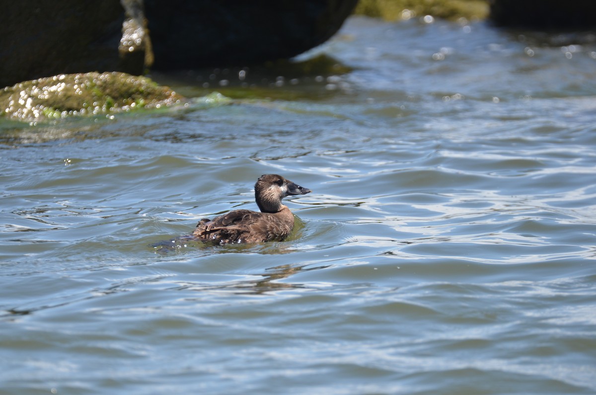 Ahatebeltz kopetazuria - ML242642041