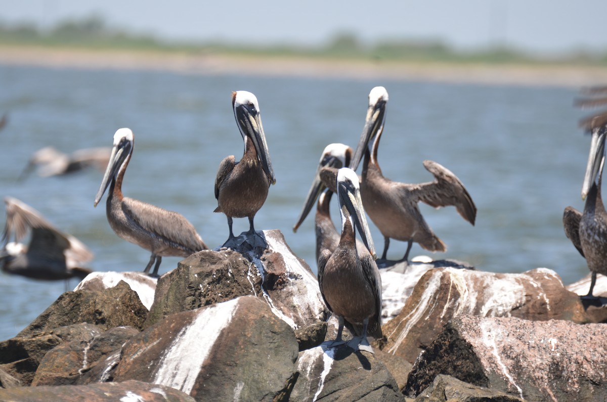 Pelikano arrea - ML242642061