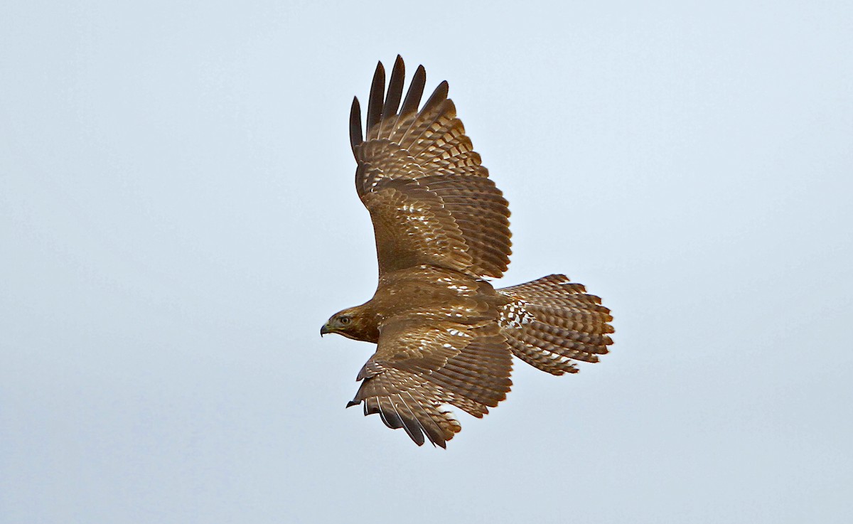 Red-tailed Hawk (calurus/alascensis) - ML242642231