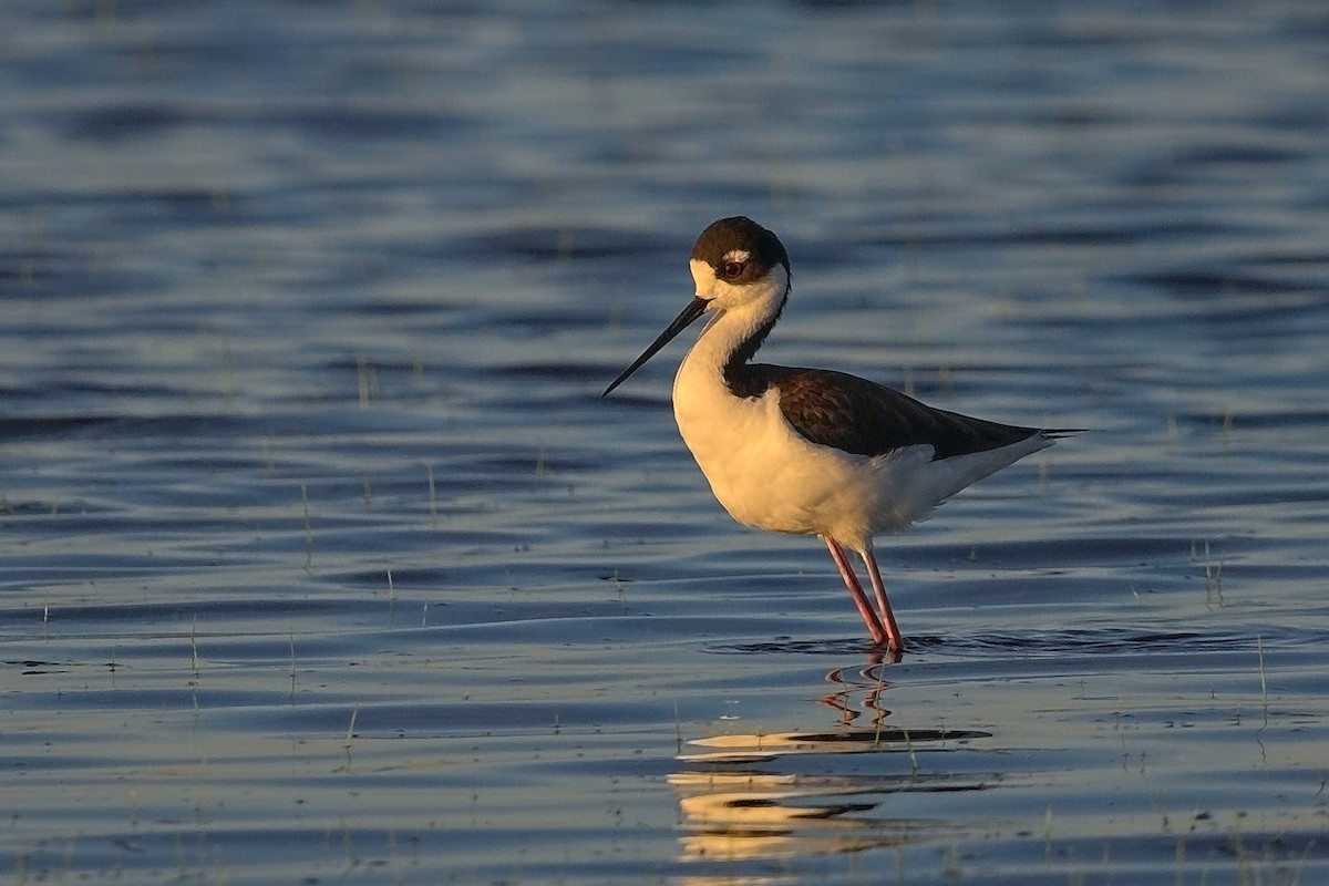Black-necked Stilt - DigiBirdTrek CA