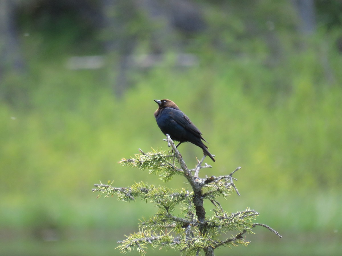 Brown-headed Cowbird - ML242642601