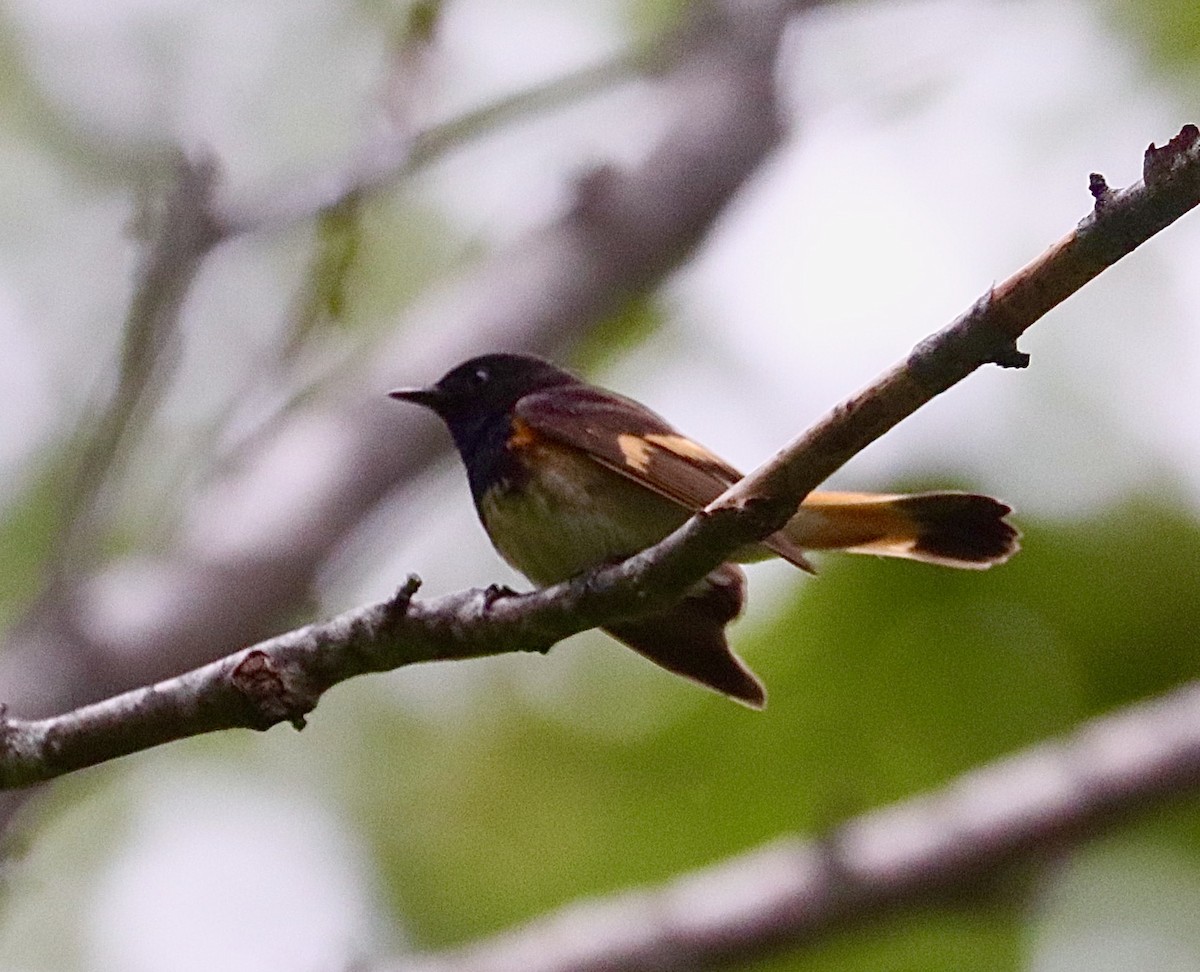 American Redstart - maxine reid