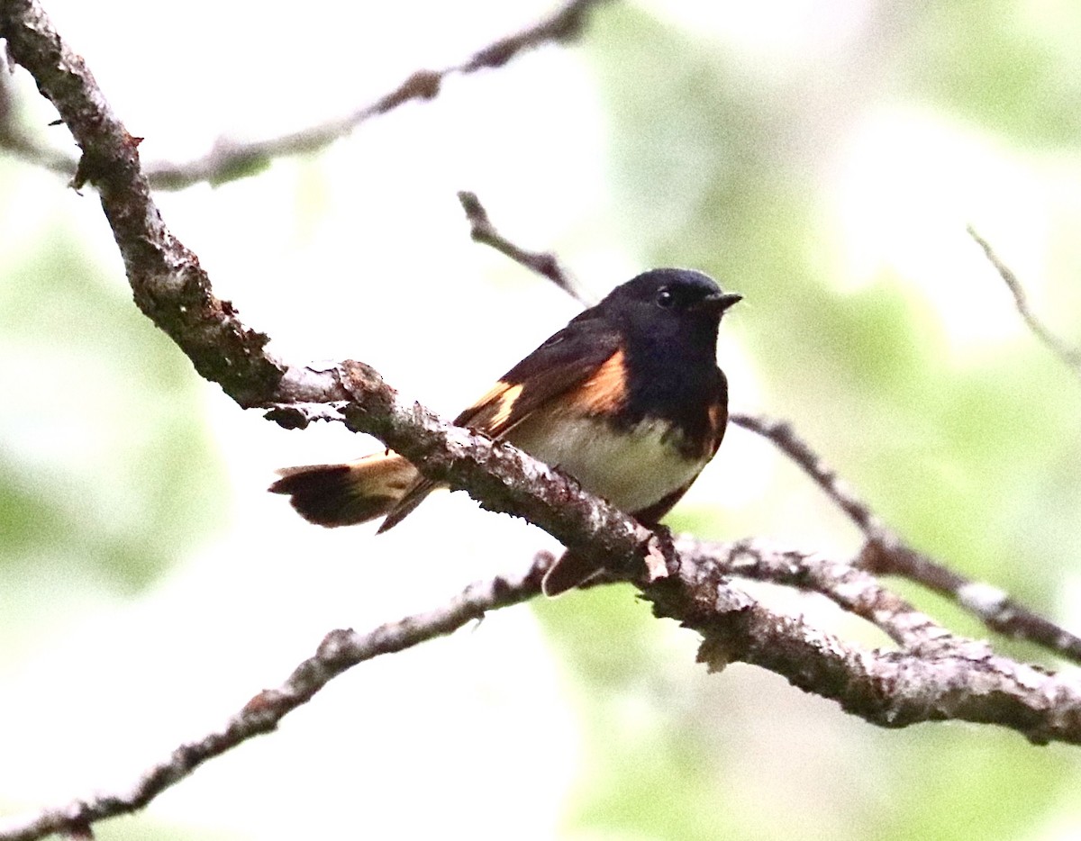 American Redstart - ML242642661