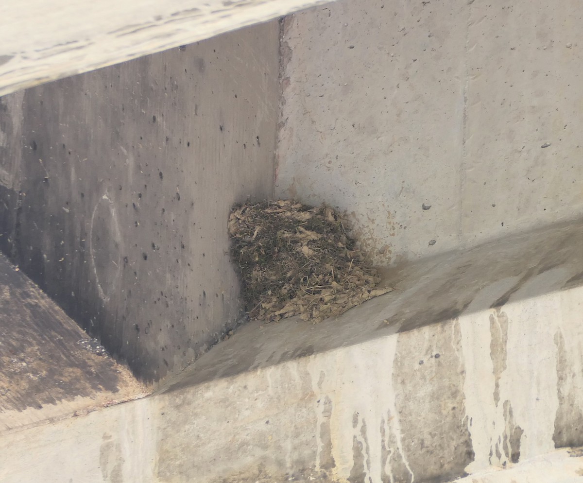 Barn Swallow - ML242643221