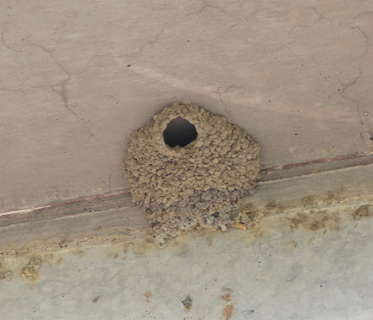 Cliff Swallow - ML242643281