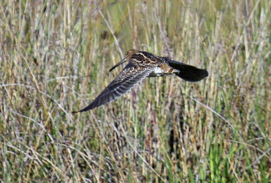 Noble Snipe - Martin Reid