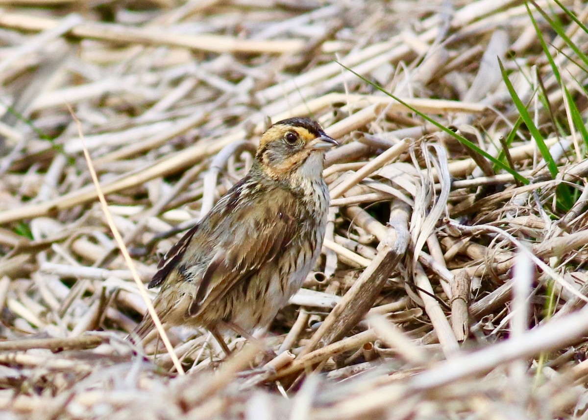 Saltmarsh Sparrow - ML242644261