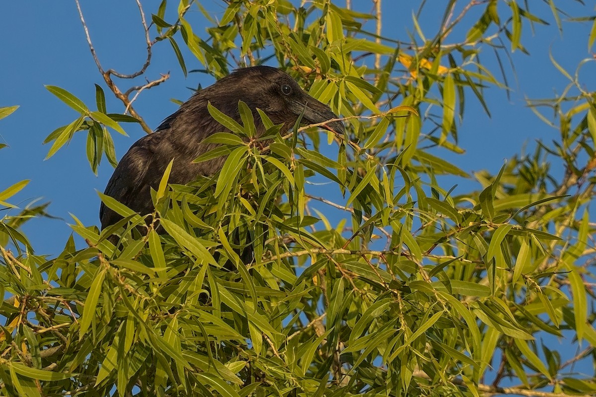 Common Raven - DigiBirdTrek CA