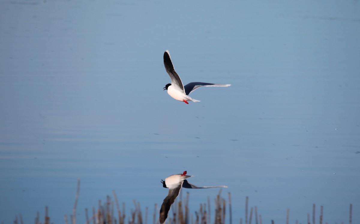 Little Gull - ML242645411