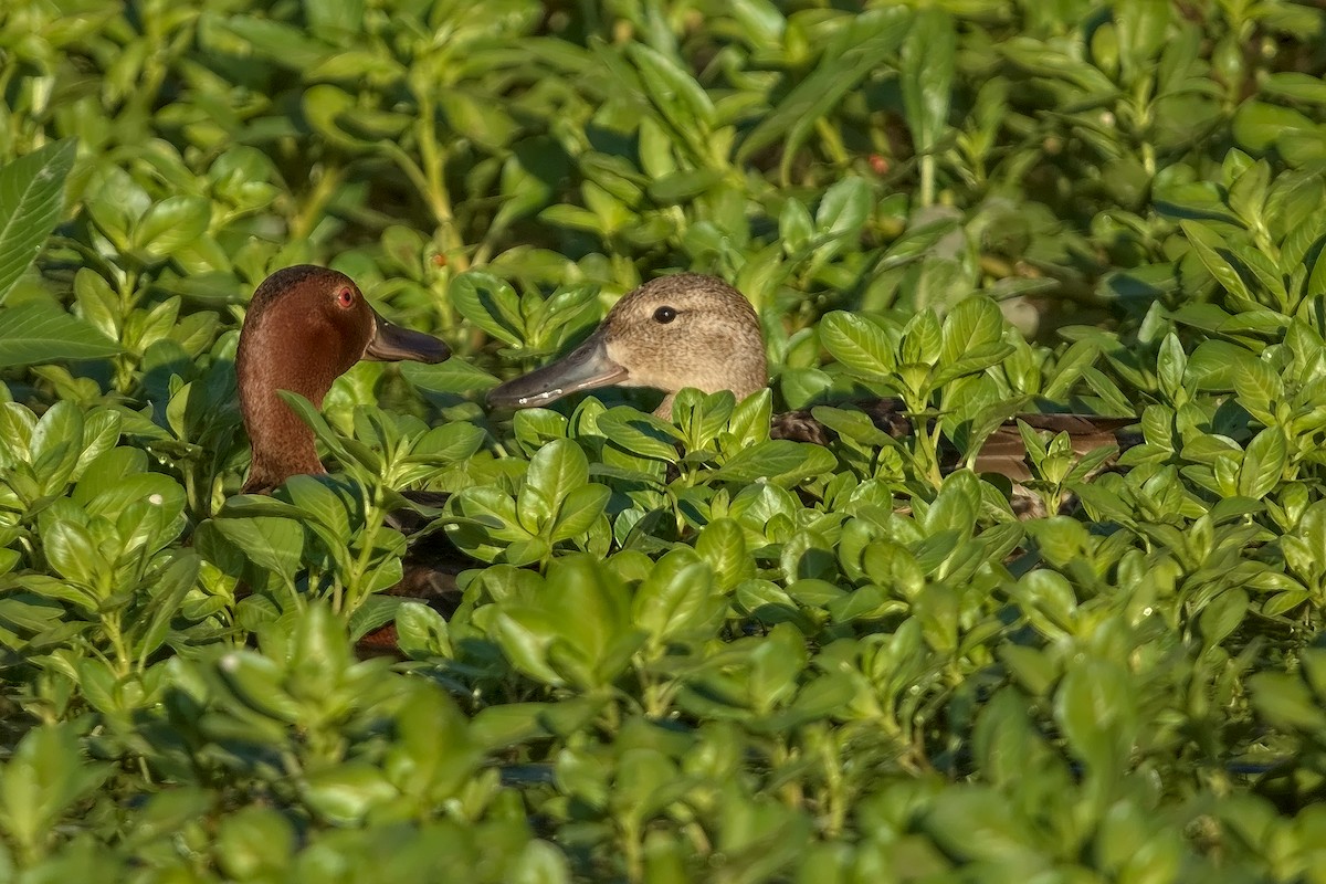 Cinnamon Teal - ML242645591