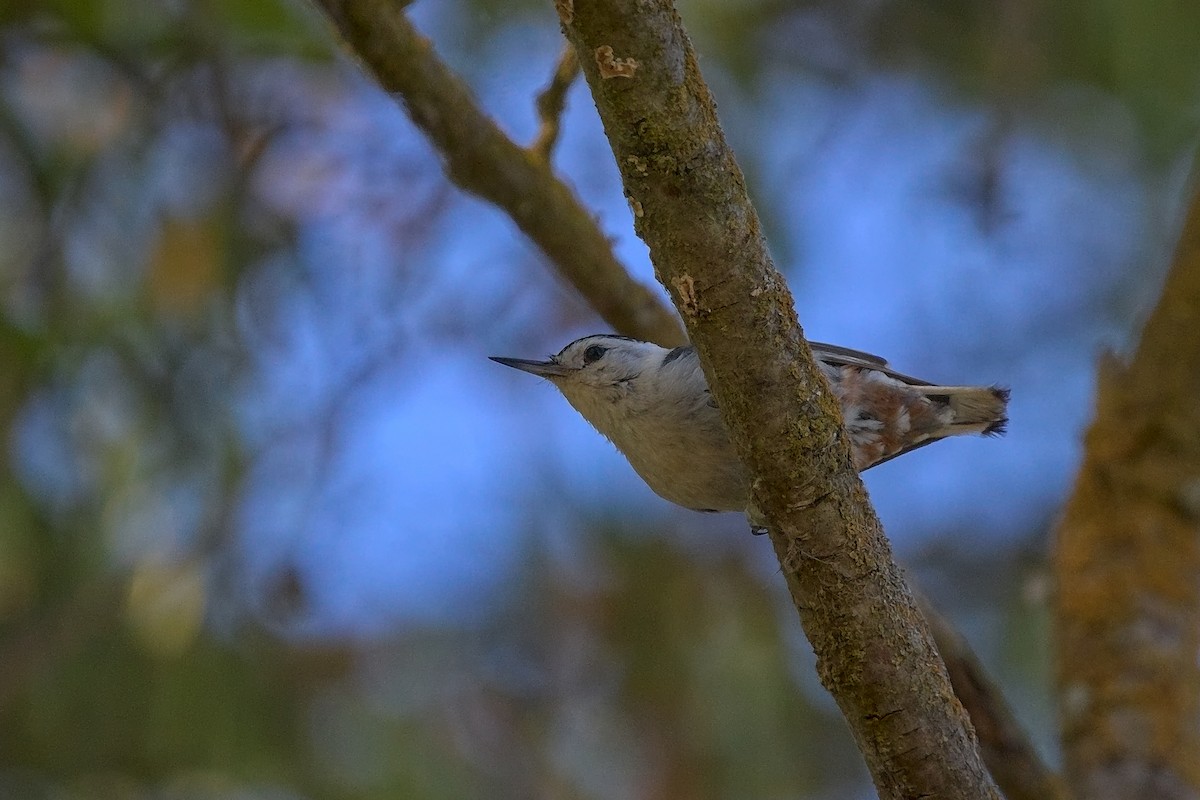 White-breasted Nuthatch - DigiBirdTrek CA