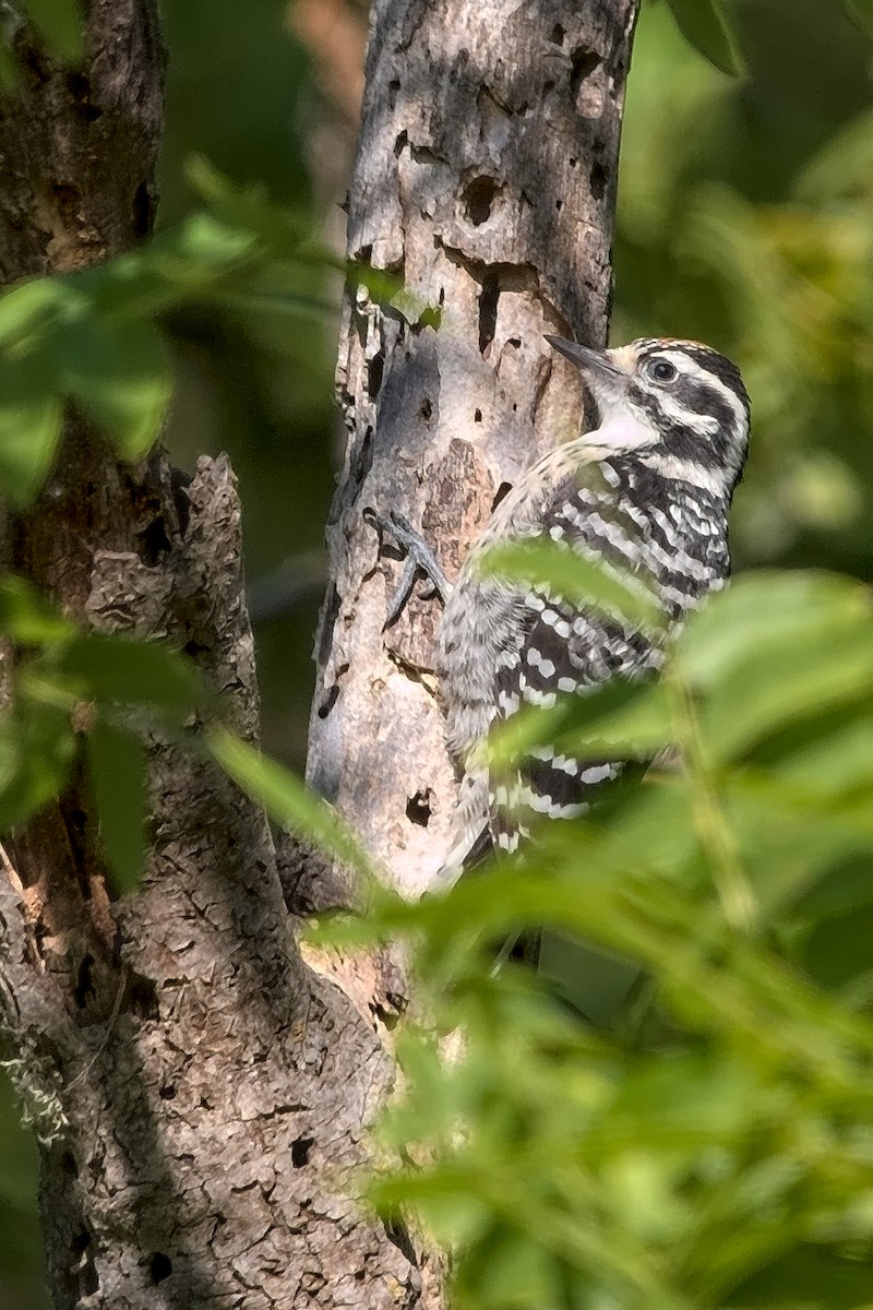 Nuttall's Woodpecker - ML242647451