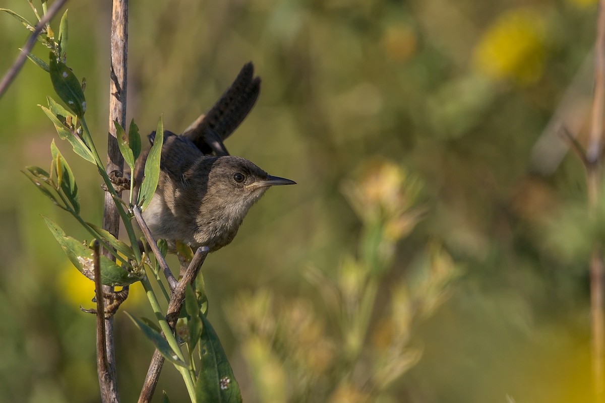 Marsh Wren - DigiBirdTrek CA