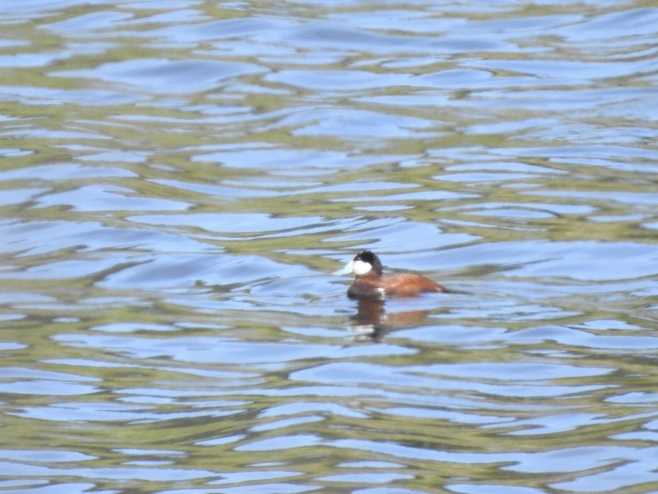 Ruddy Duck - ML242648751