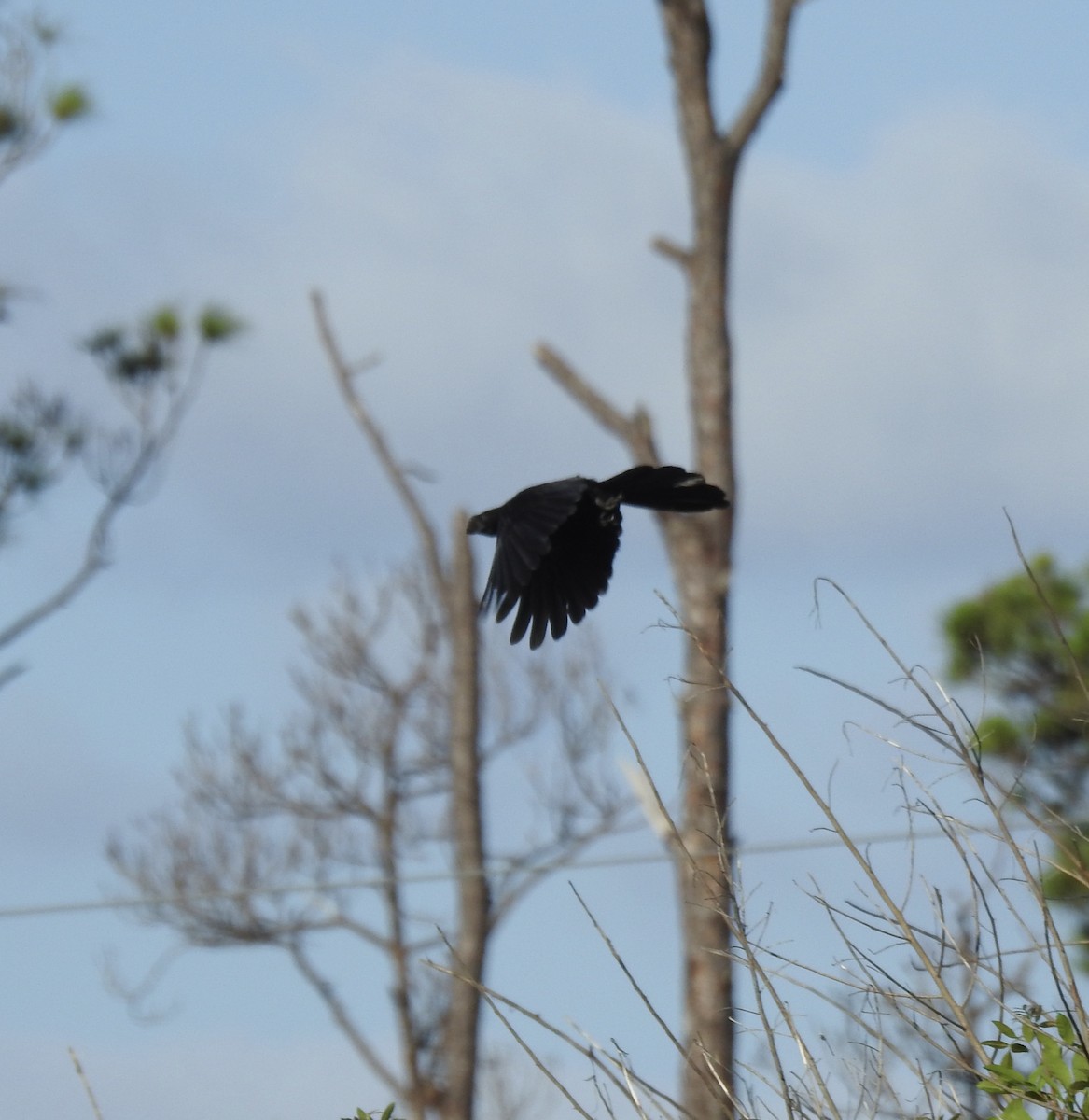 Smooth-billed Ani - Erika Gates