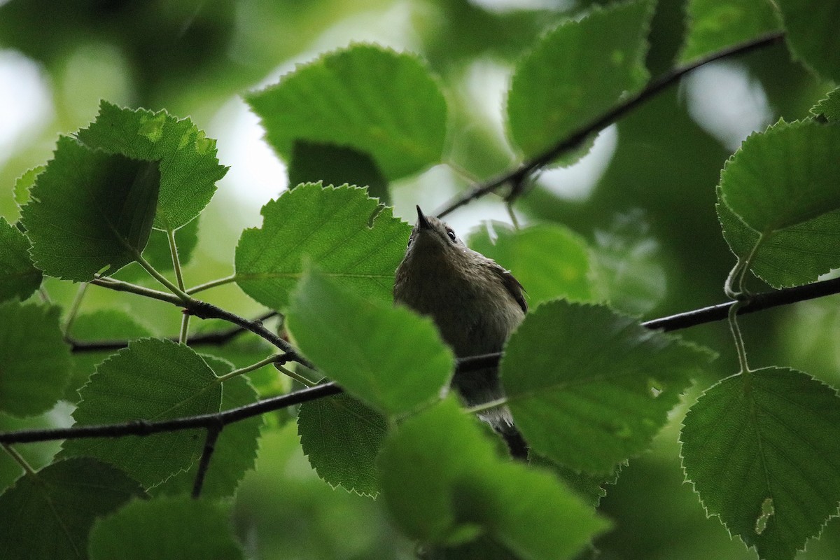 Goldcrest - David Conn