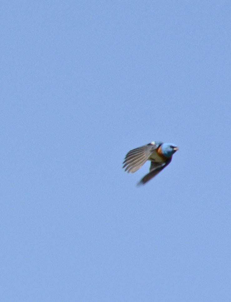 Lazuli Bunting - ML242650471