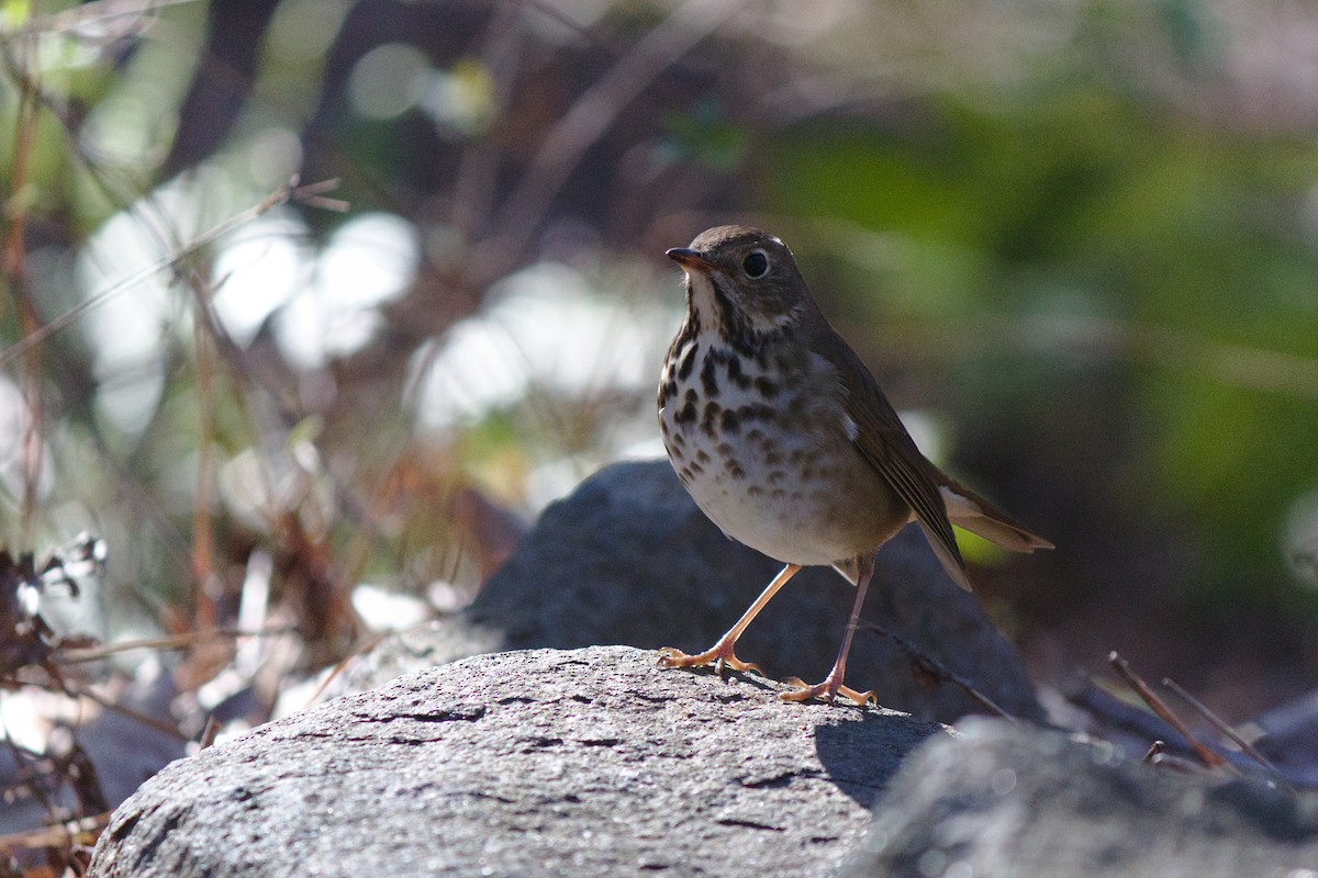 Hermit Thrush - ML242651021